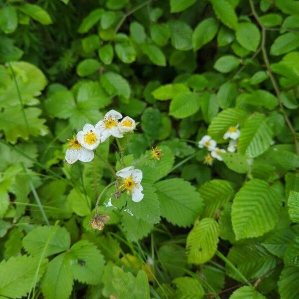 Fragaria moschata Žiedas