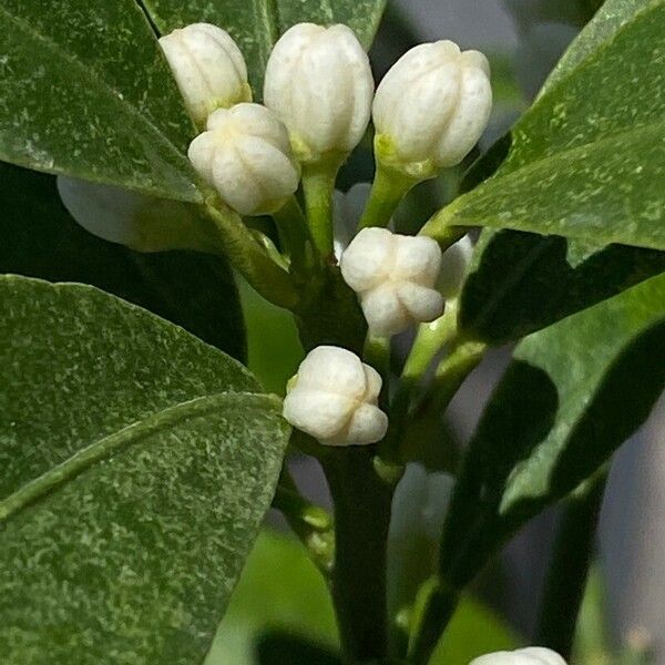 Fortunella japonica Цвят