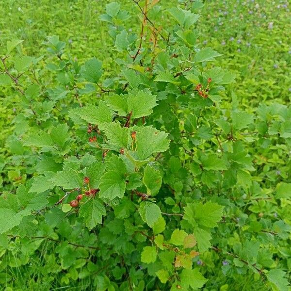 Crataegus submollis Yaprak