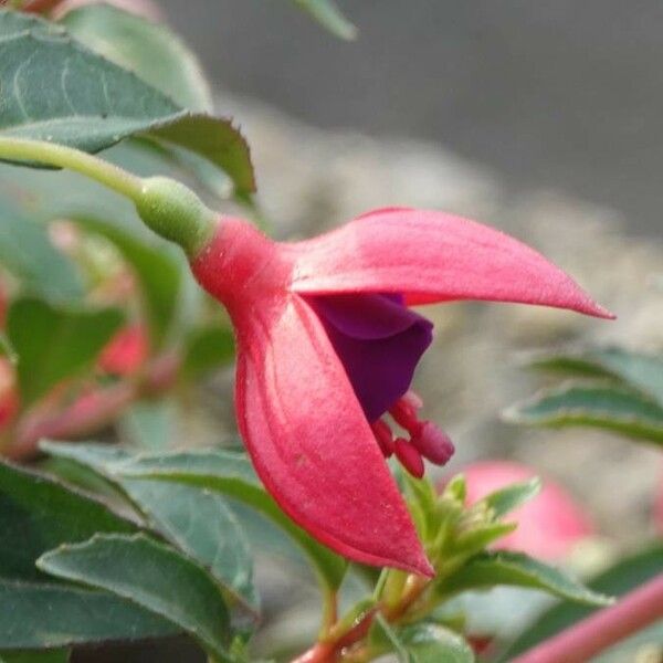 Fuchsia magellanica Flower