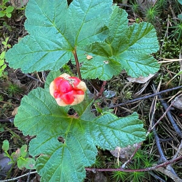 Rubus chamaemorus फल