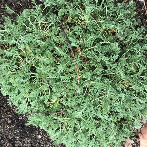 Erodium glandulosum Alkat (teljes növény)