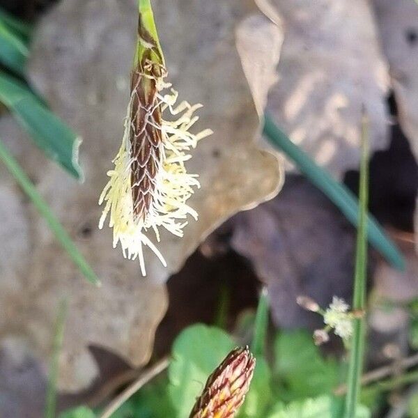 Carex halleriana Flower