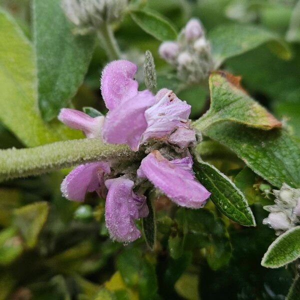 Phlomis purpurea 花