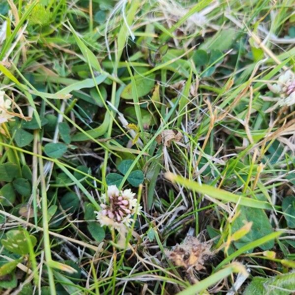 Trifolium occidentale Flors