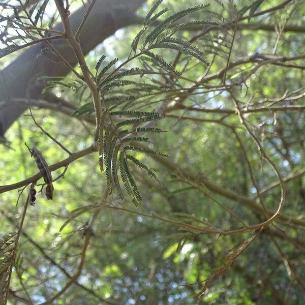 Acacia mearnsii Foglia