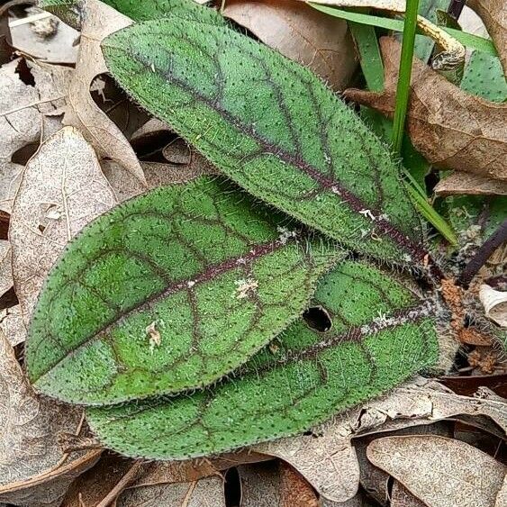 Hieracium venosum পাতা