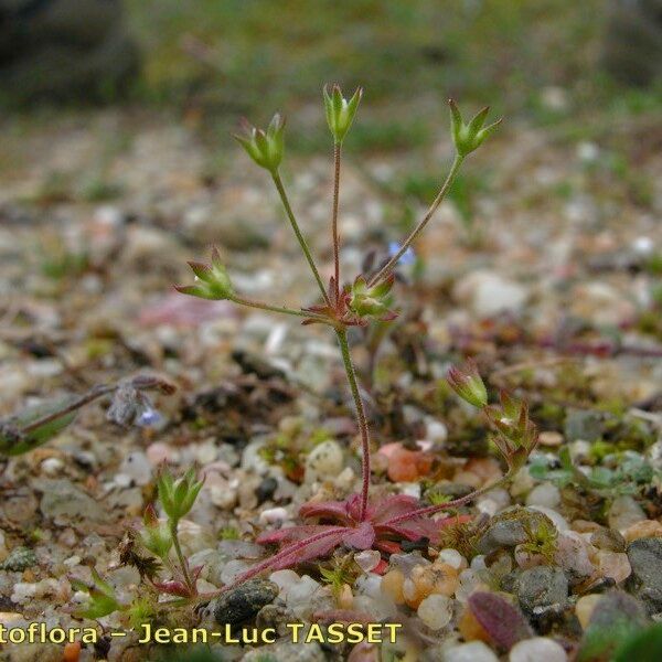 Androsace elongata Habit