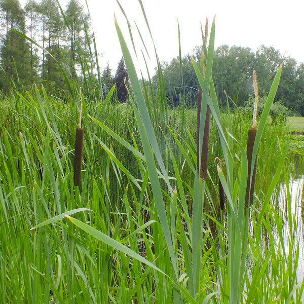 Typha angustifolia Plod