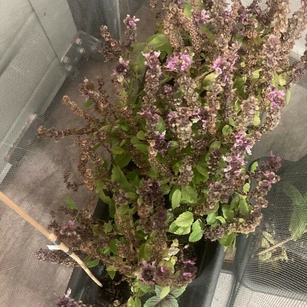 Ocimum kilimandscharicum Frunză