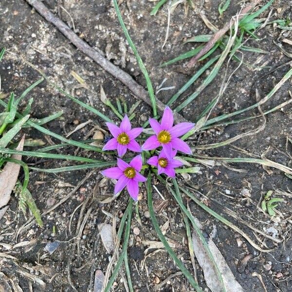 Romulea rosea Λουλούδι