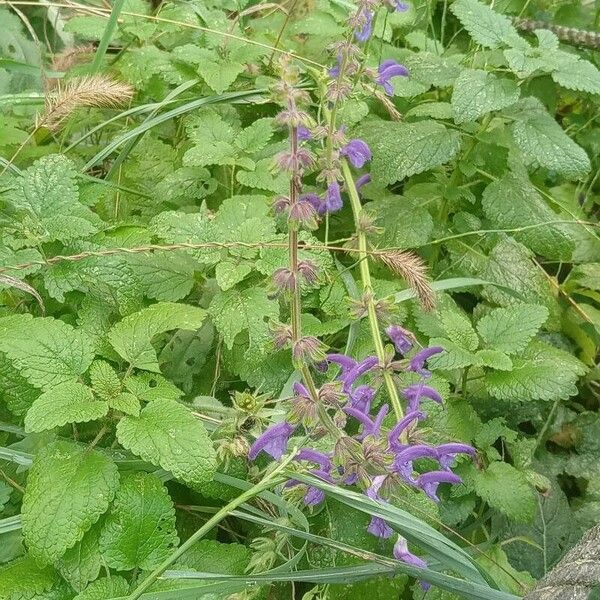 Salvia × sylvestris Кветка