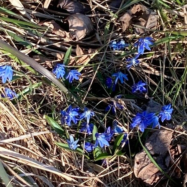 Chionodoxa luciliae Fiore