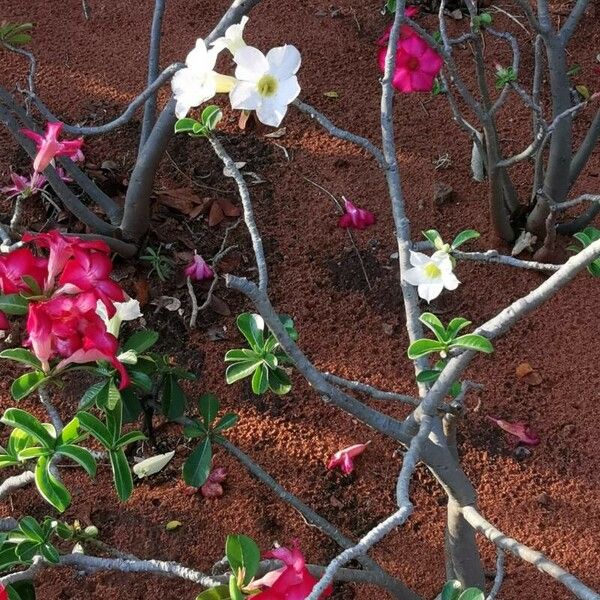 Adenium multiflorum Kéreg