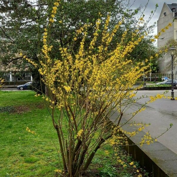 Forsythia viridissima Habitus