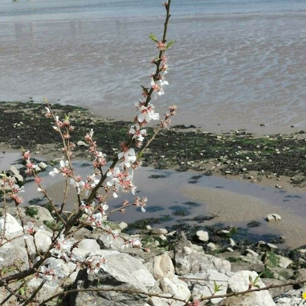 Prunus tomentosa Kvet