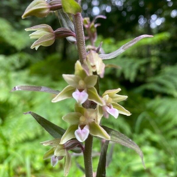 Epipactis purpurata Žiedas