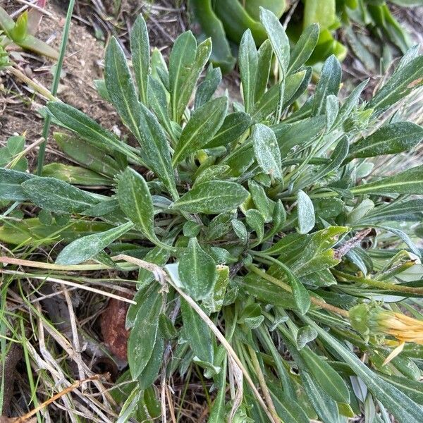 Gazania rigens برگ