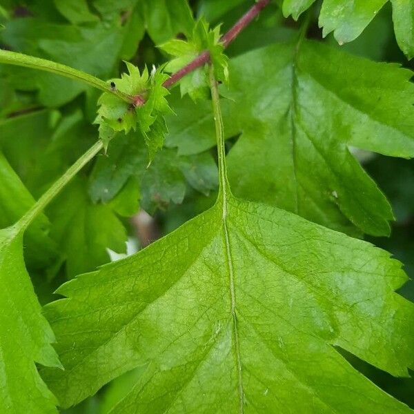 Crataegus × media Leaf