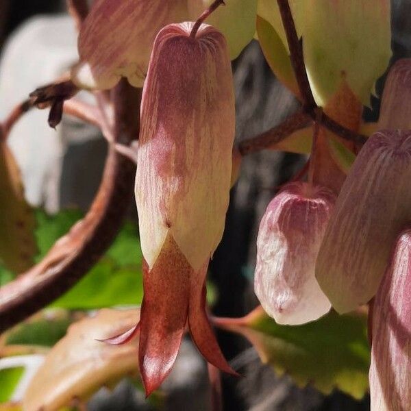 Bryophyllum pinnatum Fleur