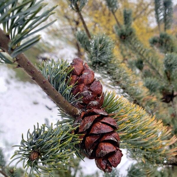 Pinus parviflora Fruit