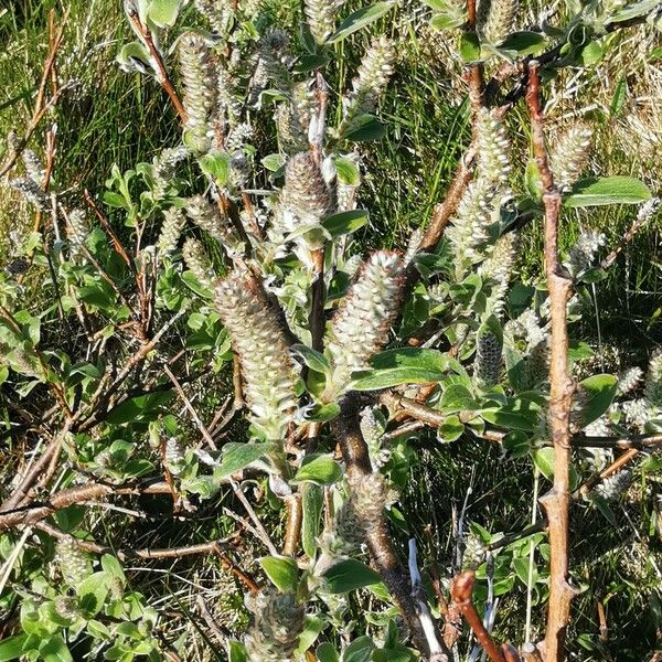 Salix glauca Corteccia