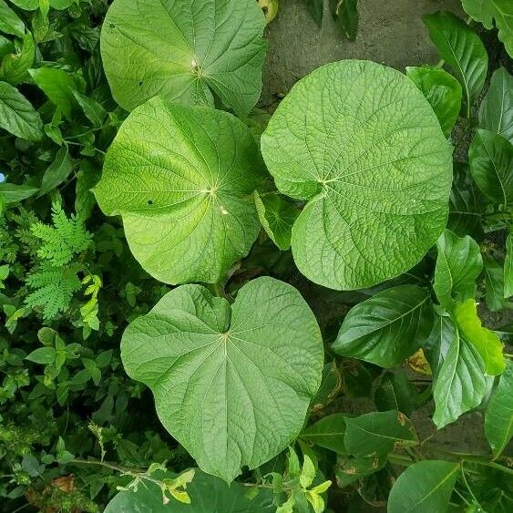 Piper umbellatum Leaf