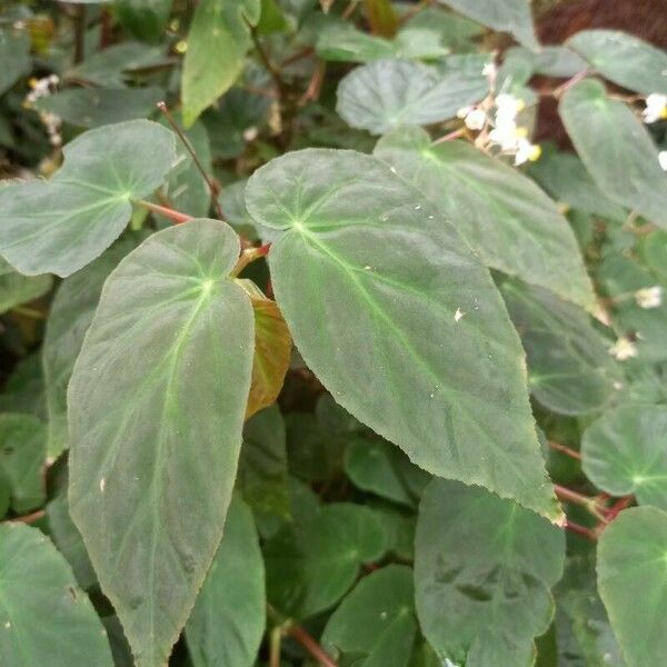 Begonia angularis Folio