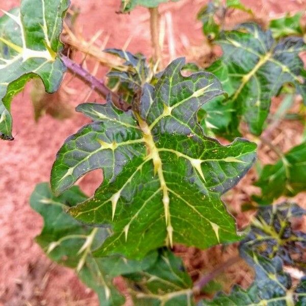 Solanum capsicoides 葉