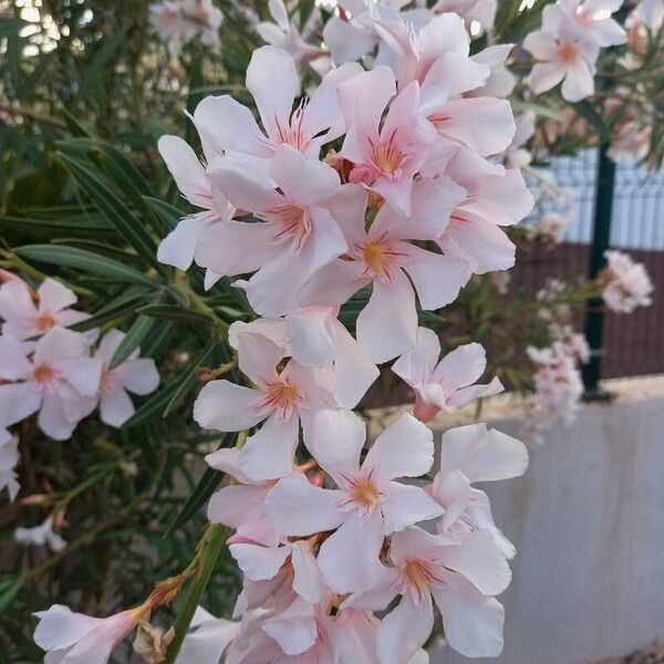 Nerium oleander 花