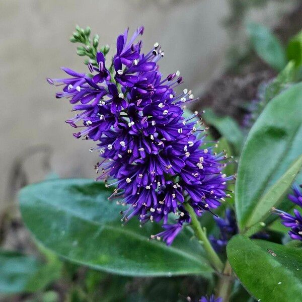 Veronica × andersonii Blüte