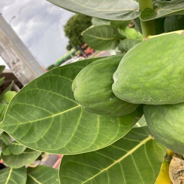 Calotropis procera Hostoa