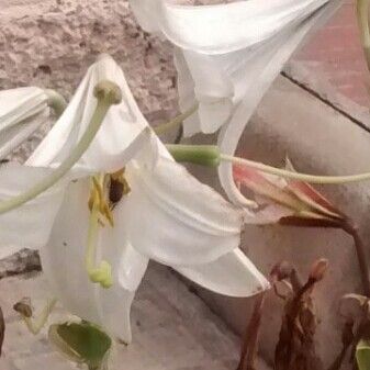 Lilium candidum 花