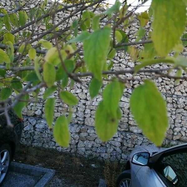 Celtis occidentalis Folha