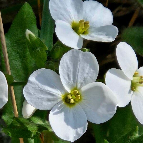 Arabis caucasica Flower