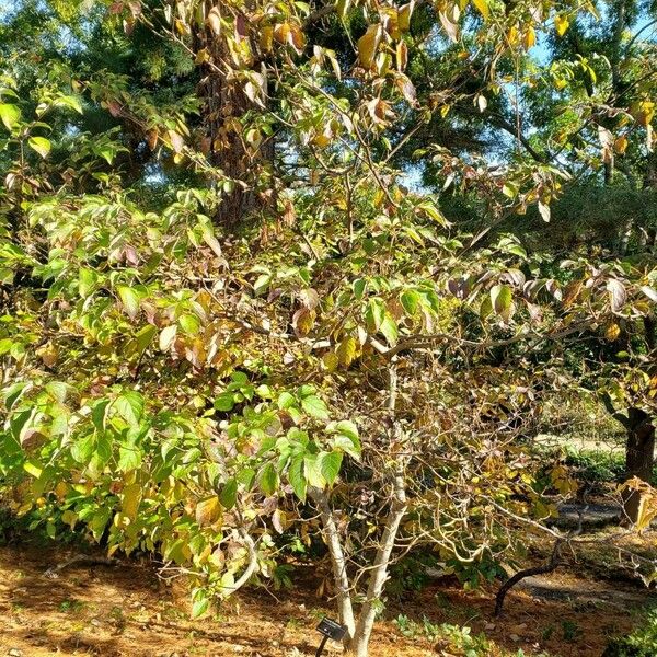 Cornus alternifolia Natur