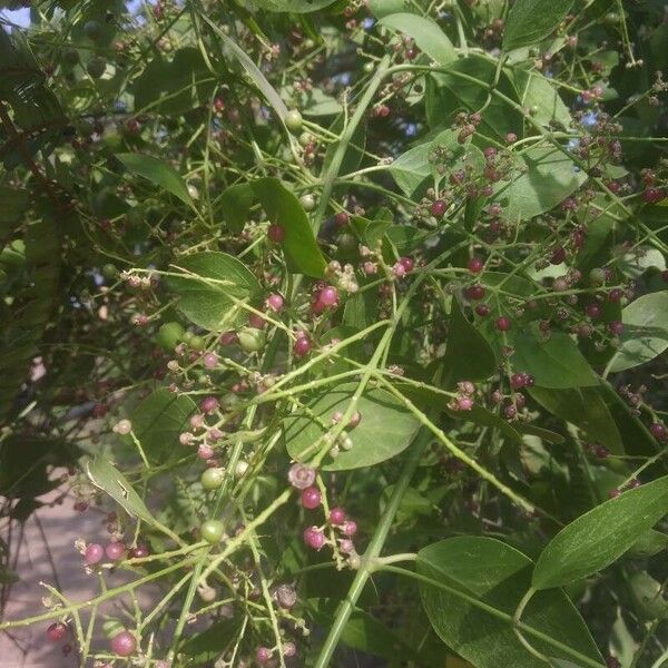 Salvadora persica Плод