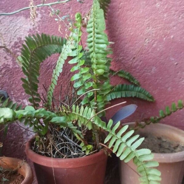 Nephrolepis cordifolia Blad