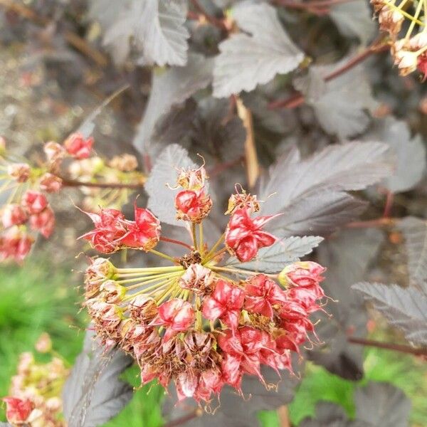 Physocarpus opulifolius 果實