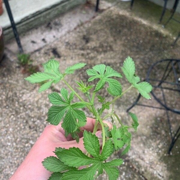 Humulus scandens पत्ता