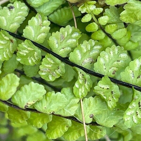 Asplenium trichomanes Froito