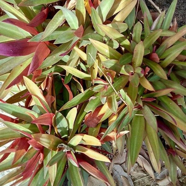 Tradescantia spathacea Lehti