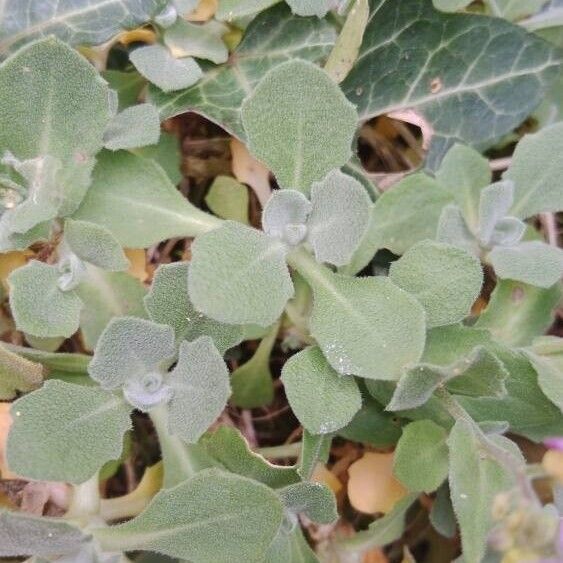 Arabis caucasica Leaf