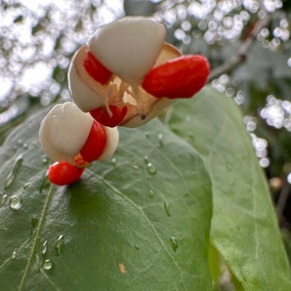 Adenanthera pavonina Flor