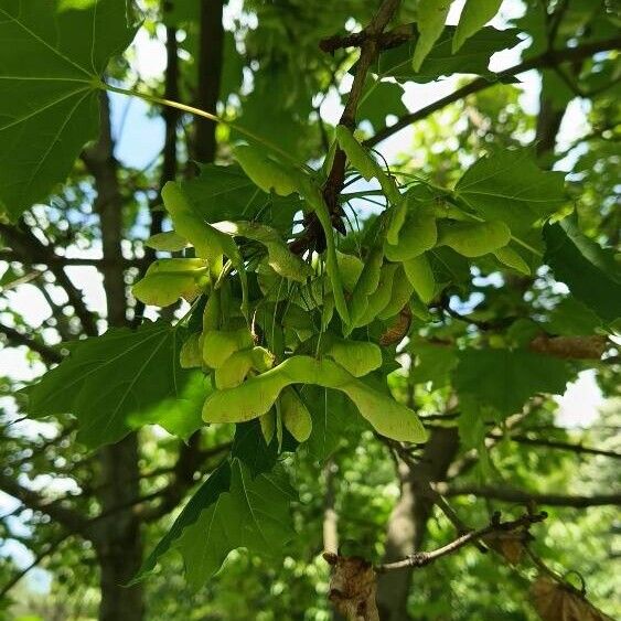 Acer platanoides ফল