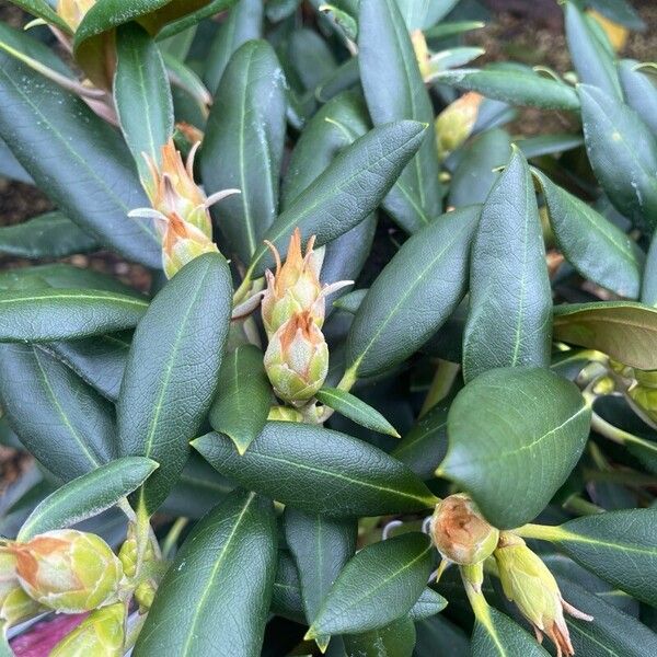 Rhododendron yakushimanum Leaf