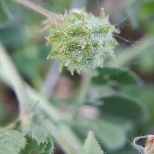 Medicago rigidula Flower