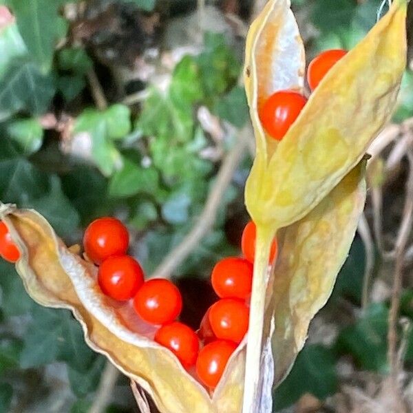 Iris foetidissima Фрукт