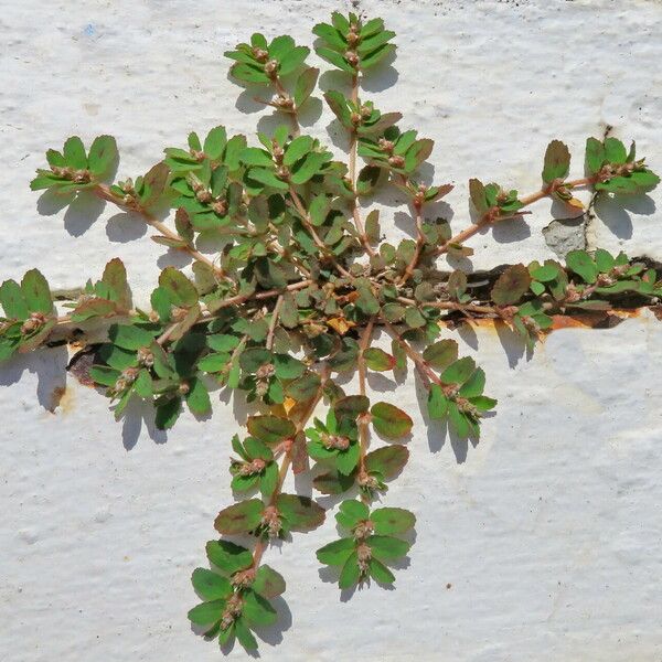 Euphorbia thymifolia Habitat