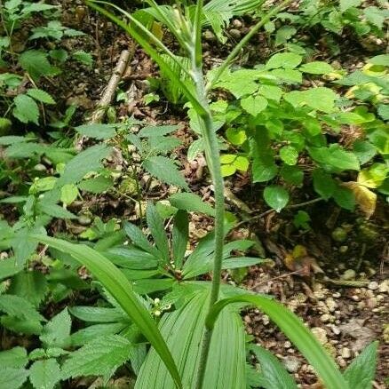 Veratrum nigrum Flower